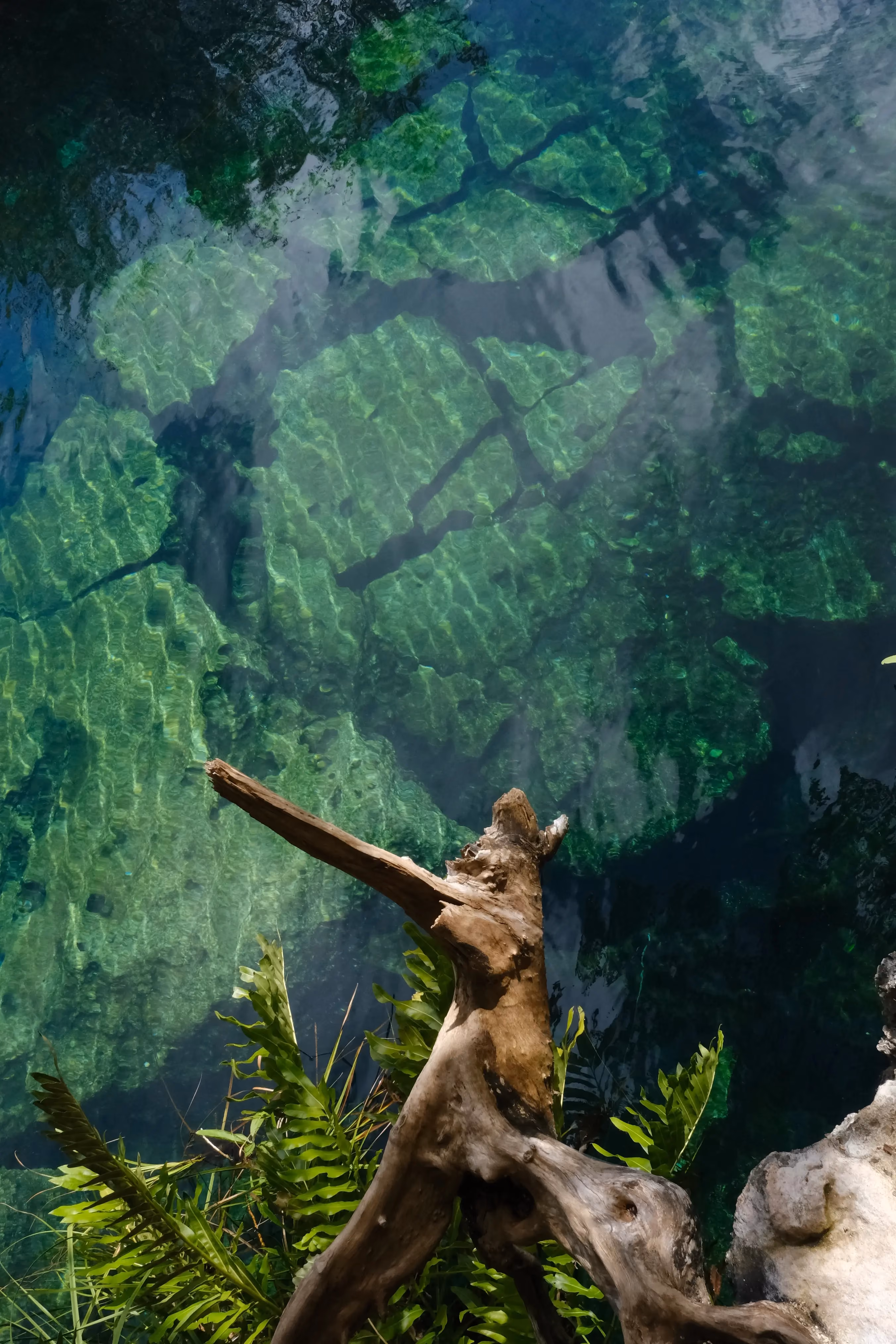 Clear water with green rocks visible underneath and a large piece of driftwood extending over the water surrounded by green plants and some rocks.
