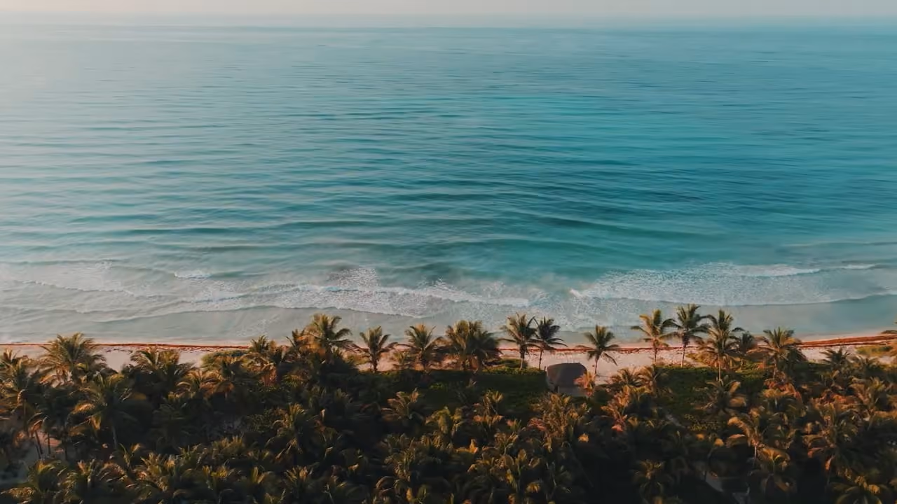 Aerial view of a beach with rows of palm trees along the shoreline and calm ocean waves gently reaching the sand under a clear sky.