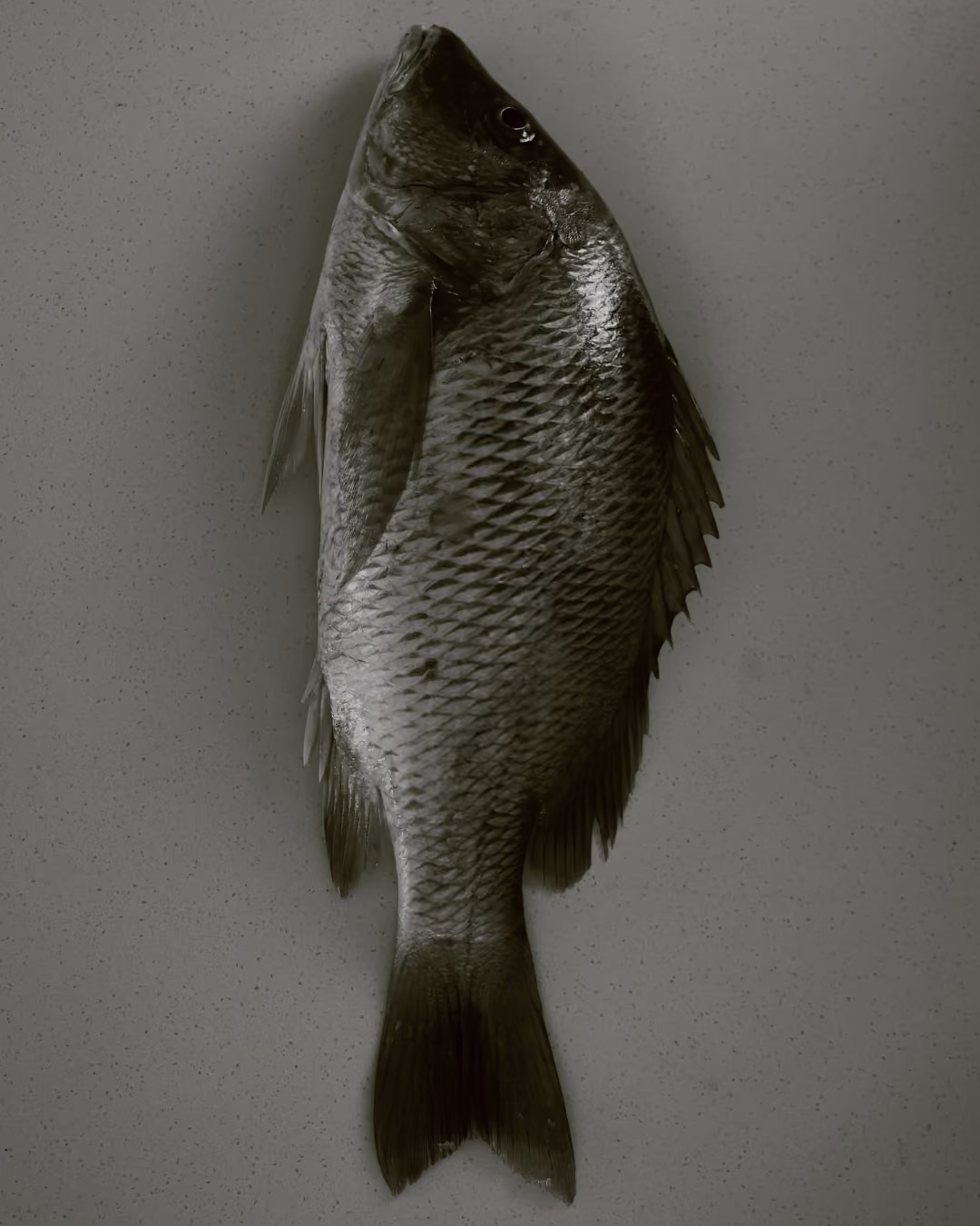 Fresh whole fish with visible scales and fins lying on a light-colored speckled surface.