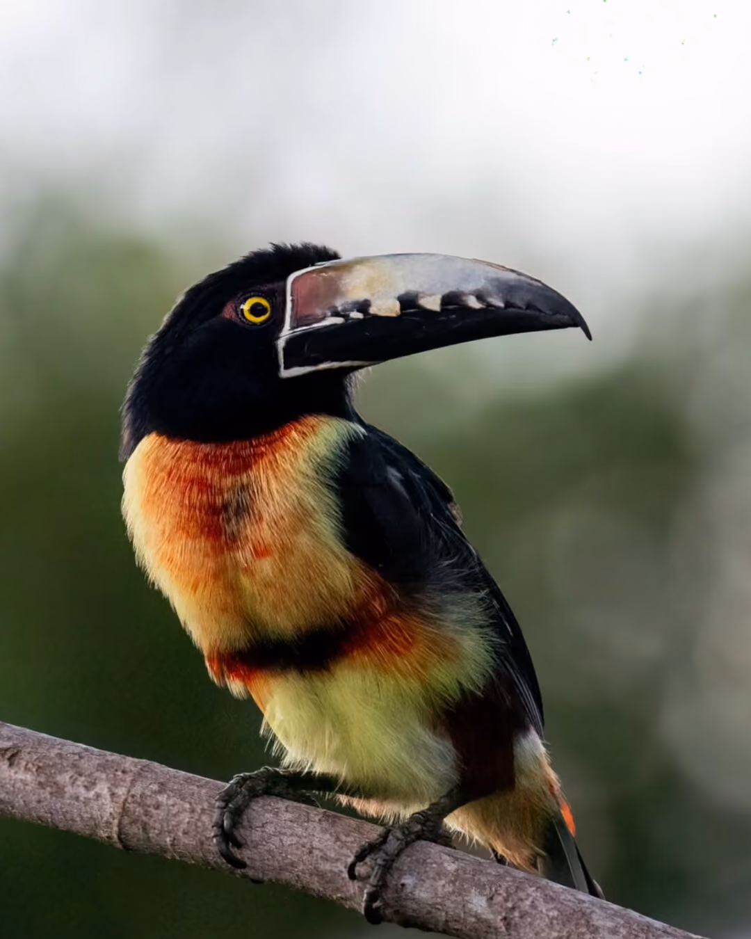 Colorful toucan perched on a branch with a large, serrated beak and bright yellow eye, against a blurred green and white background.