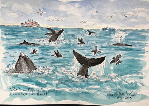 Field Study of Humpback whales 