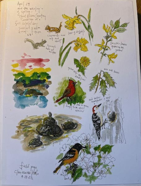 Page of drawings from the Nature Journal