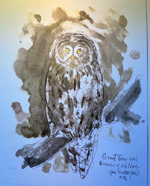Drawing of a Great Gray Owl
