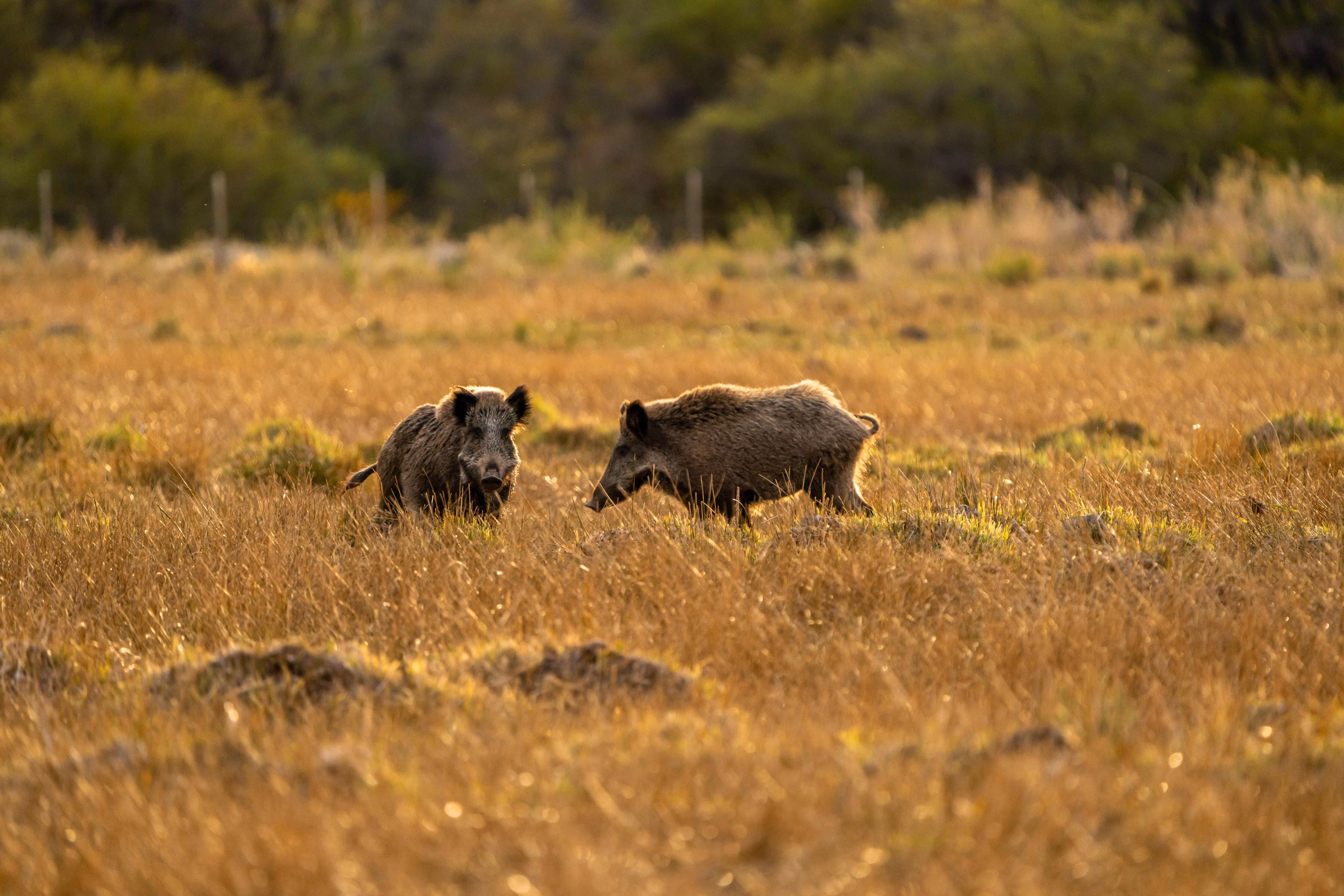 image of a farmer operating a drone over agricultural land