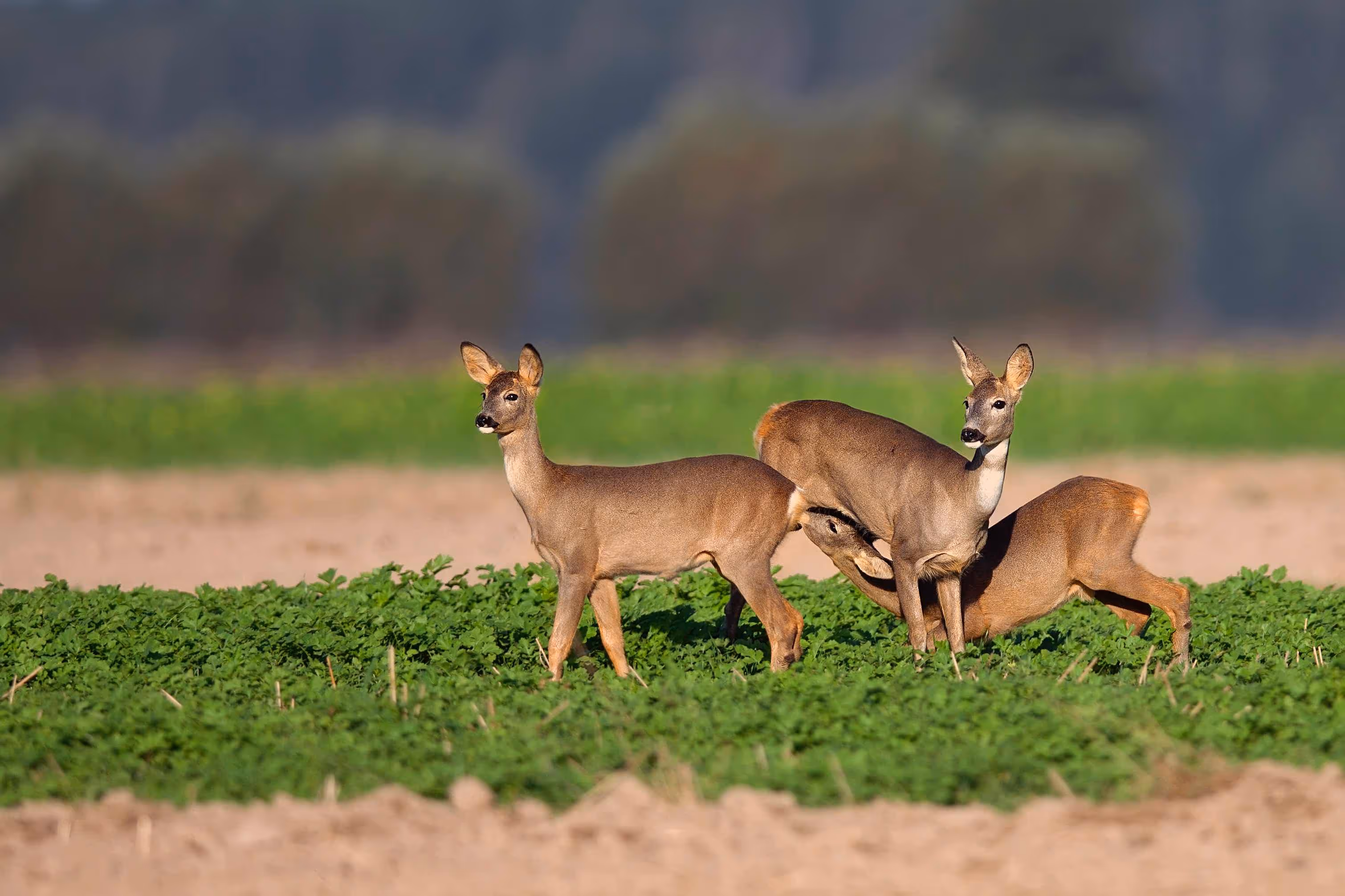image of a farmer operating a drone over agricultural land