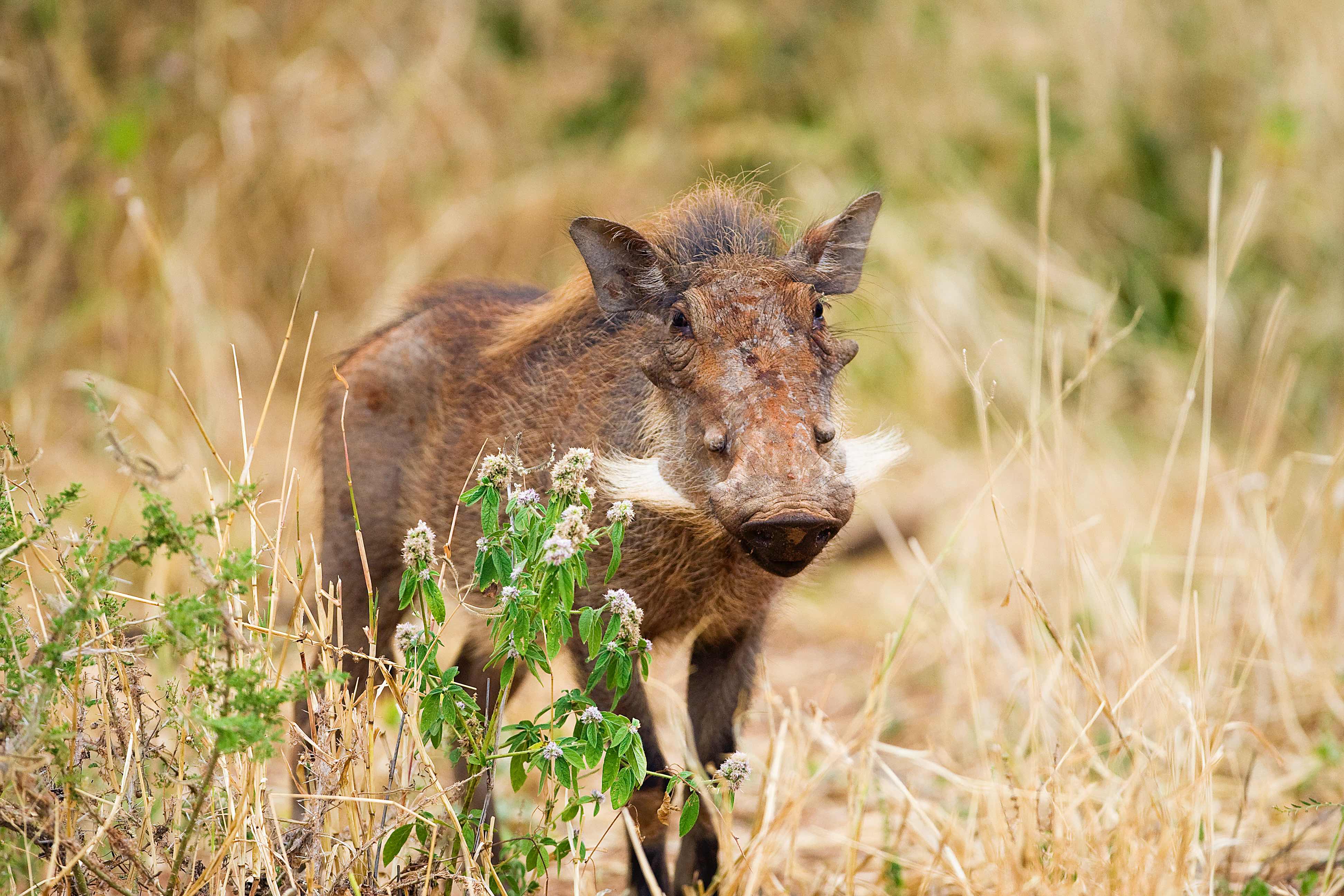 image of a farmer operating a drone over agricultural land