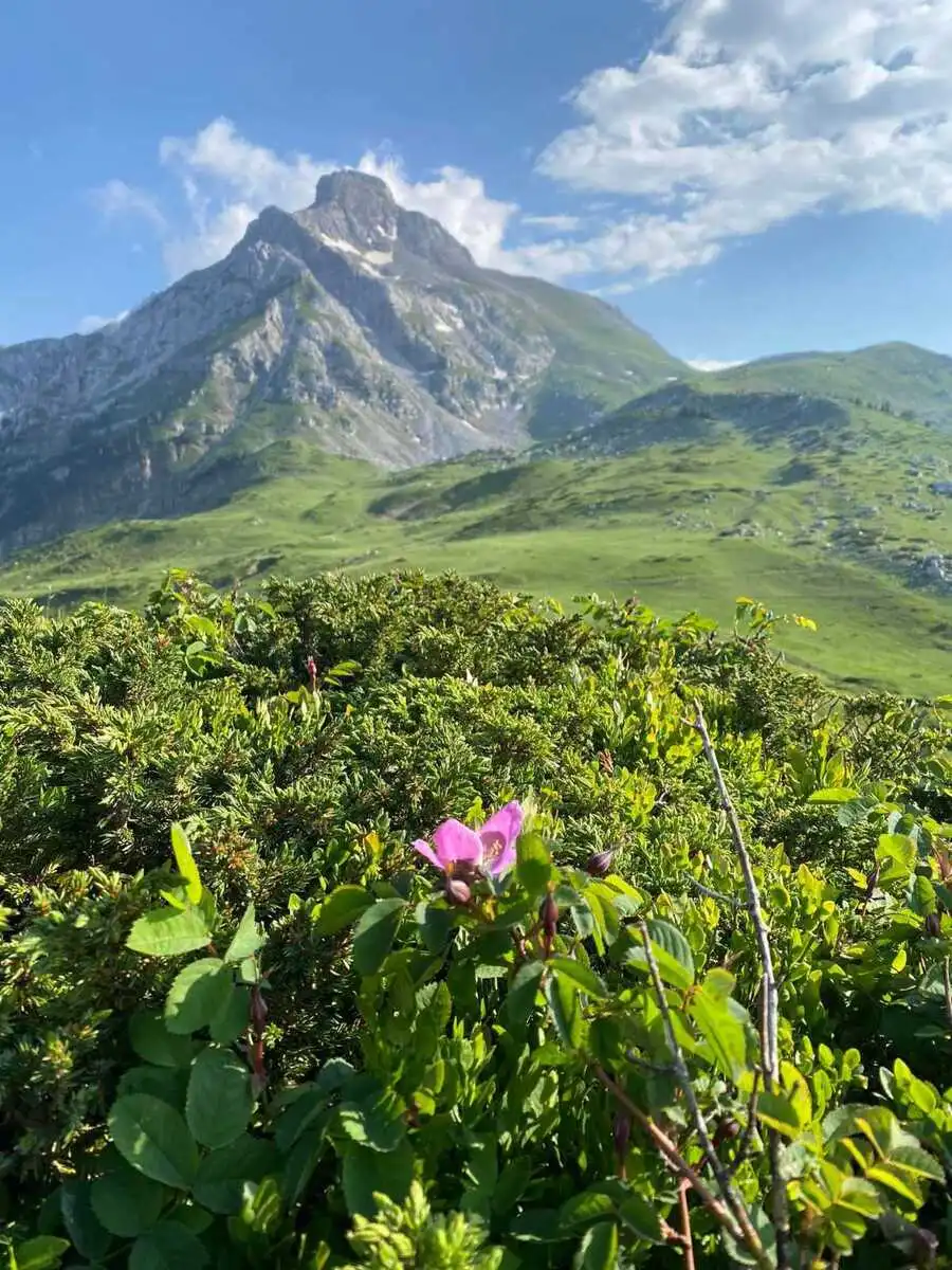 [background image] image of a nature scene (for a green tech/cleantech company)