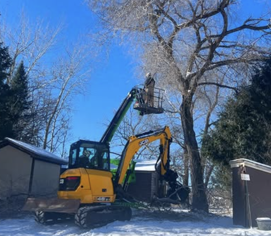 Yellow JCB excavator in snow beside a tree with a person elevated on a green hydraulic lift trimming branches.