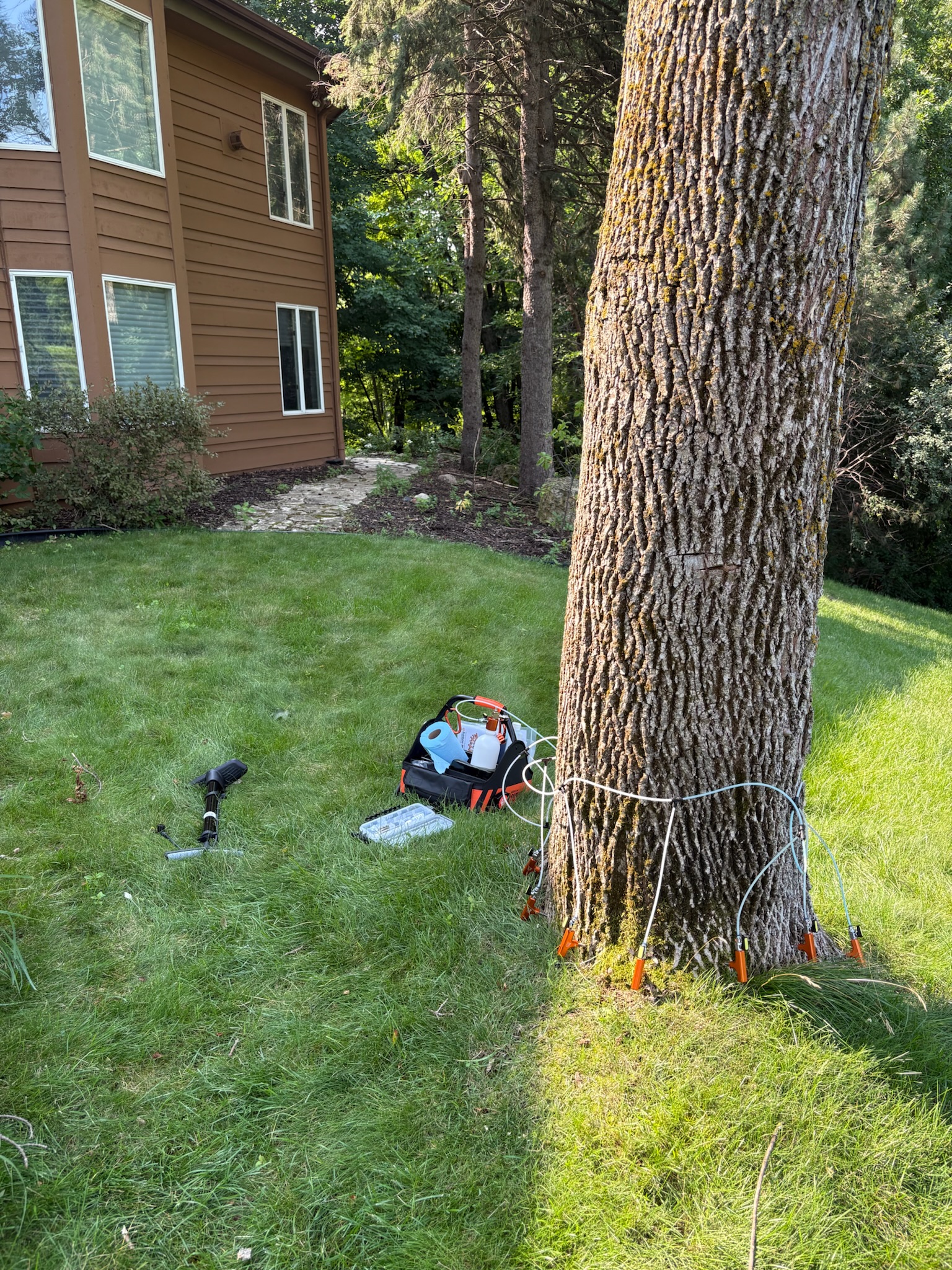 Large tree trunk in a grassy backyard with equipment and cables attached around its base, next to a brown house.