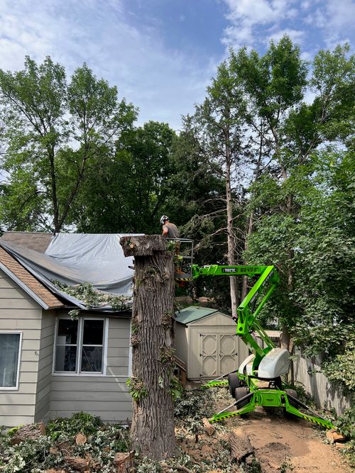 Worker on a green lift trimming a large tree trunk next to a house covered with a tarp under a partly cloudy sky.