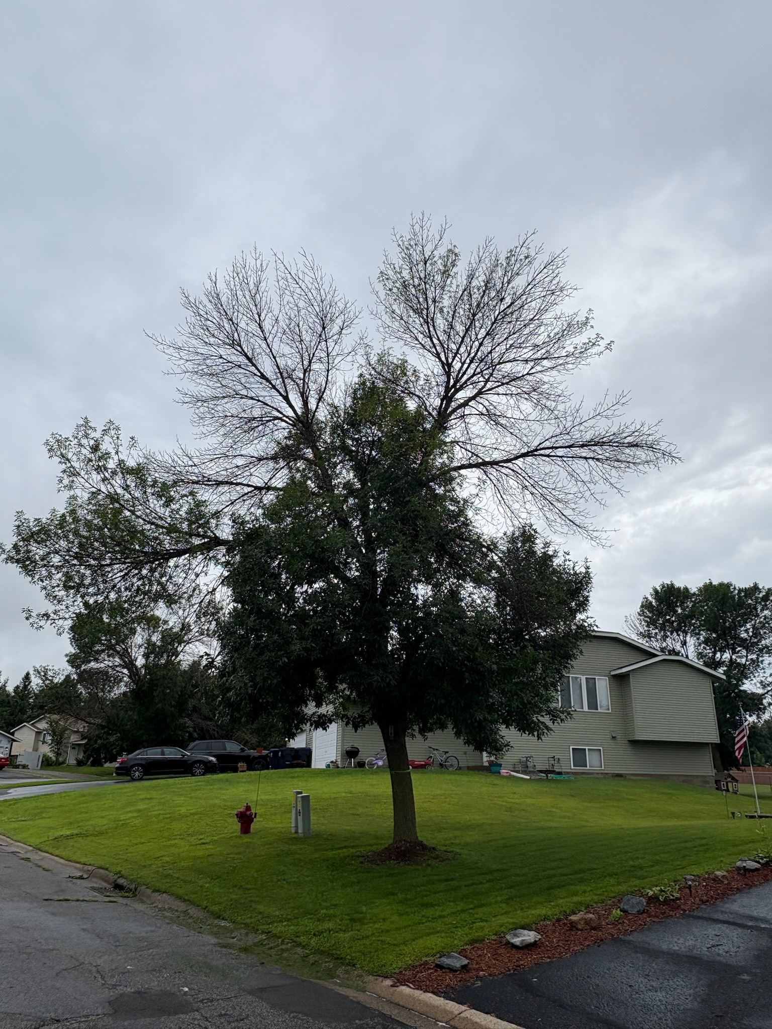 Tree Disease Diagnosis