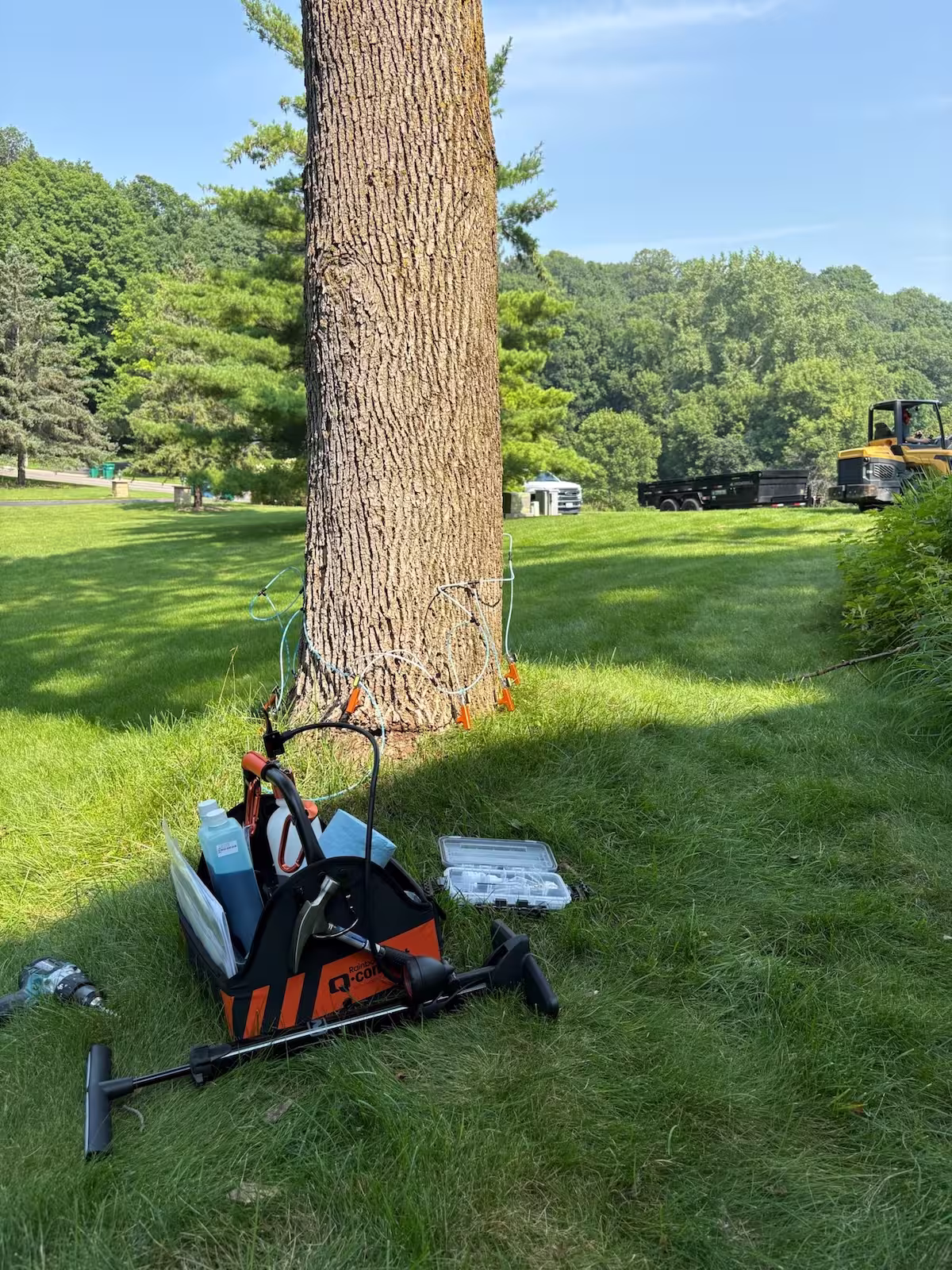Emerald Ash Borer Treatment