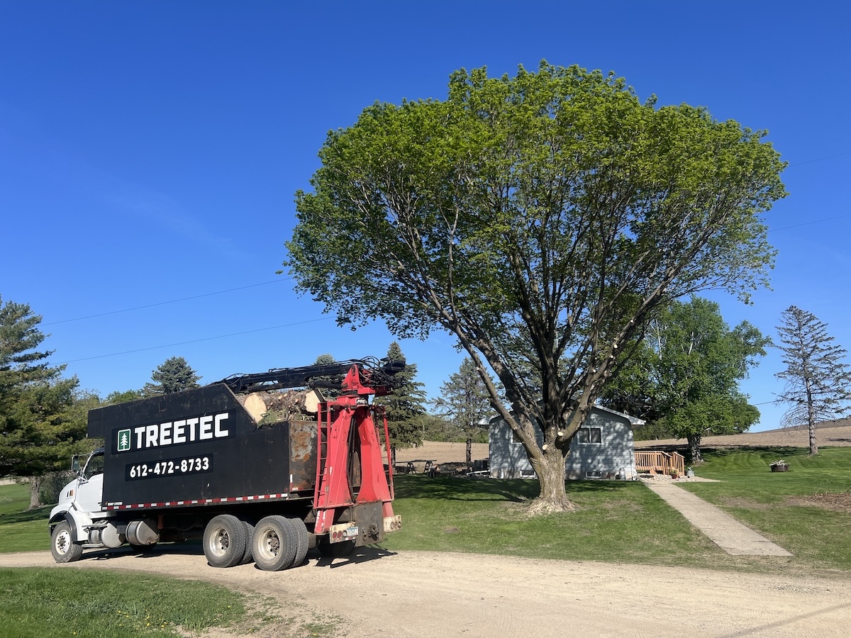 The Homeowner’s Guide to Tree Trimming in Minnesota (And When It’s Time to Call a Pro)