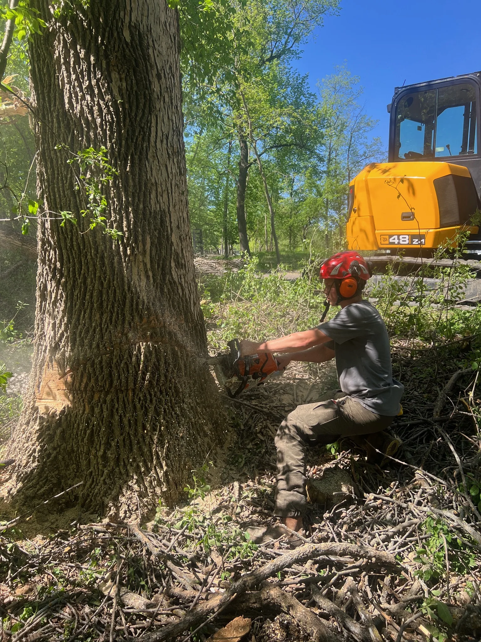 Chop and Drop Tree Removal: The Budget-Friendly Option More Minnesota Homeowners Are Choosing