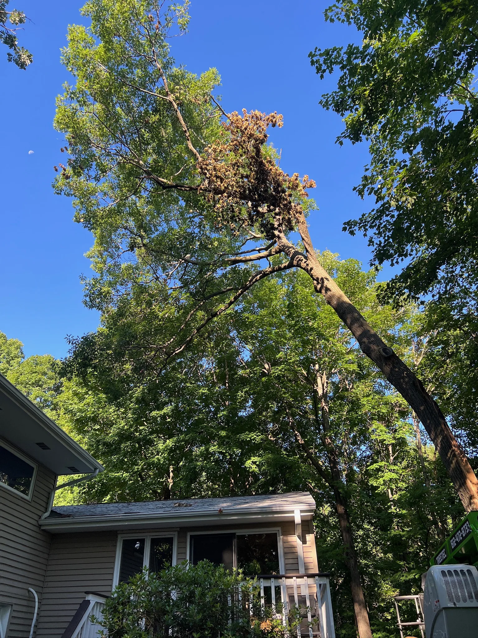 Chop and Drop Tree Removal: The Budget-Friendly Option More Minnesota Homeowners Are Choosing