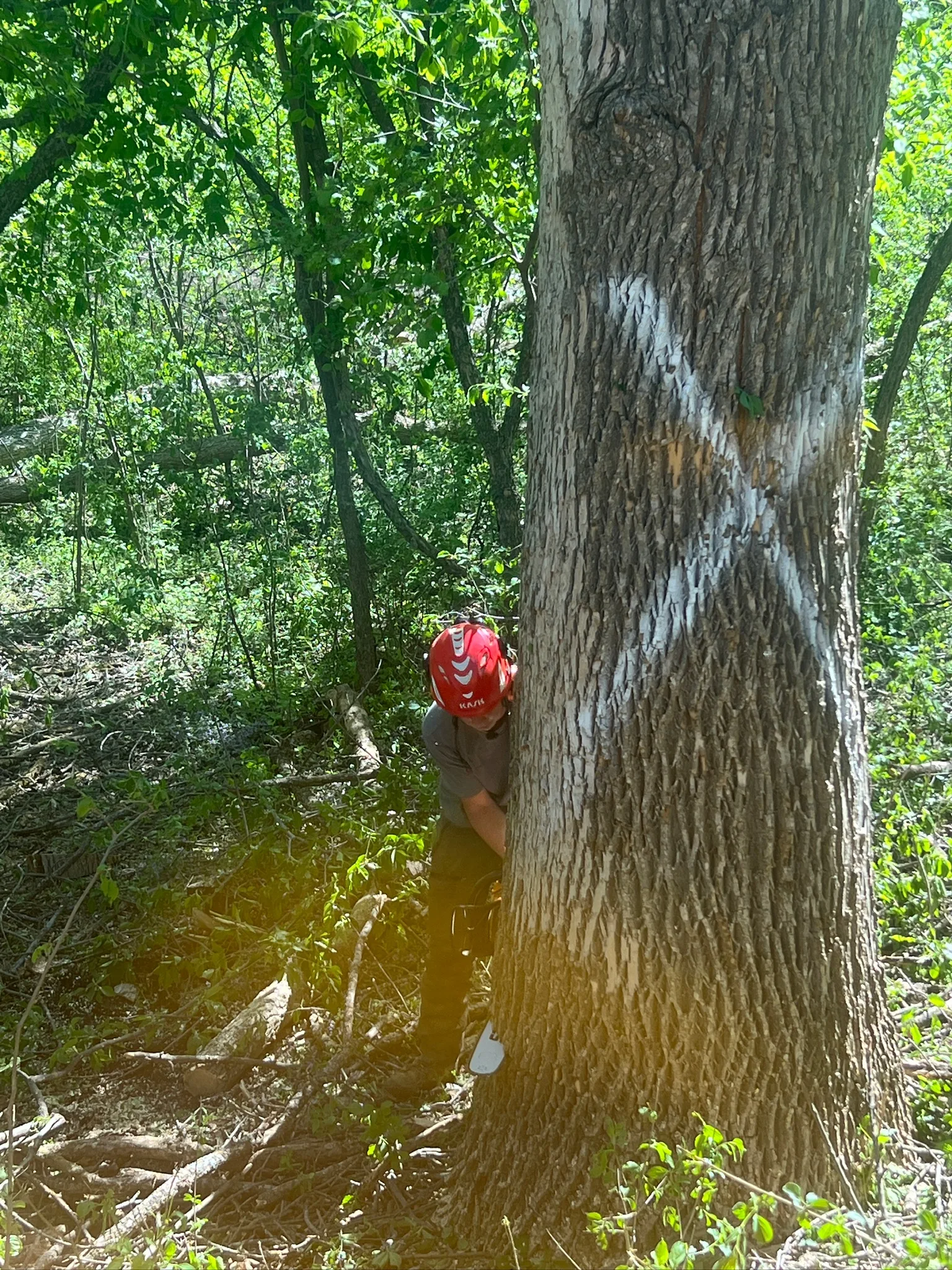 Oak Wilt in Minnesota: How to Identify, Prevent, and Protect Your Trees