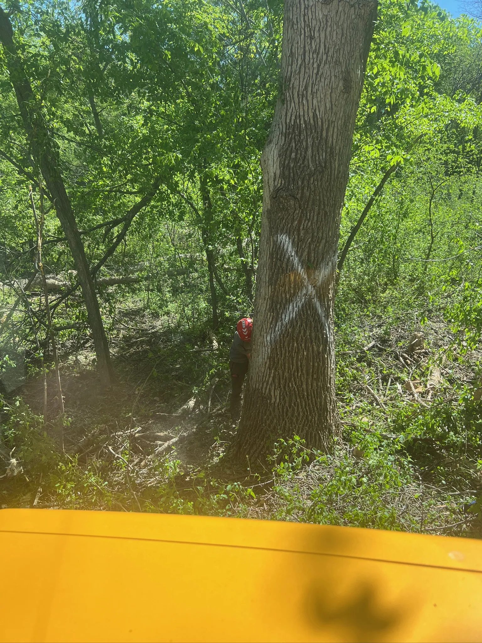 Oak Wilt in Minnesota: How to Identify, Prevent, and Protect Your Trees