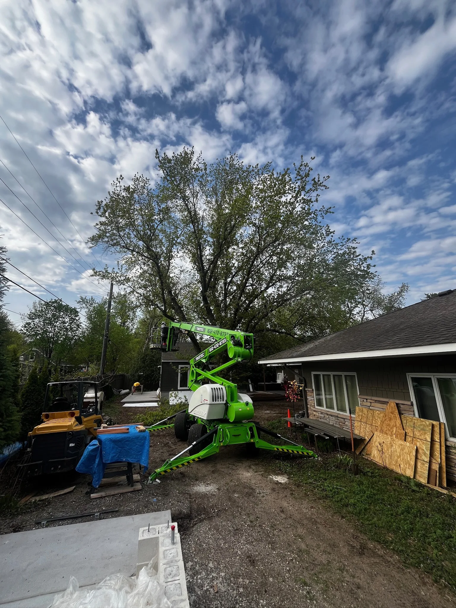 Birch Tree Problems in Minnesota: Bronze Birch Borer, Leaf Miners, and More