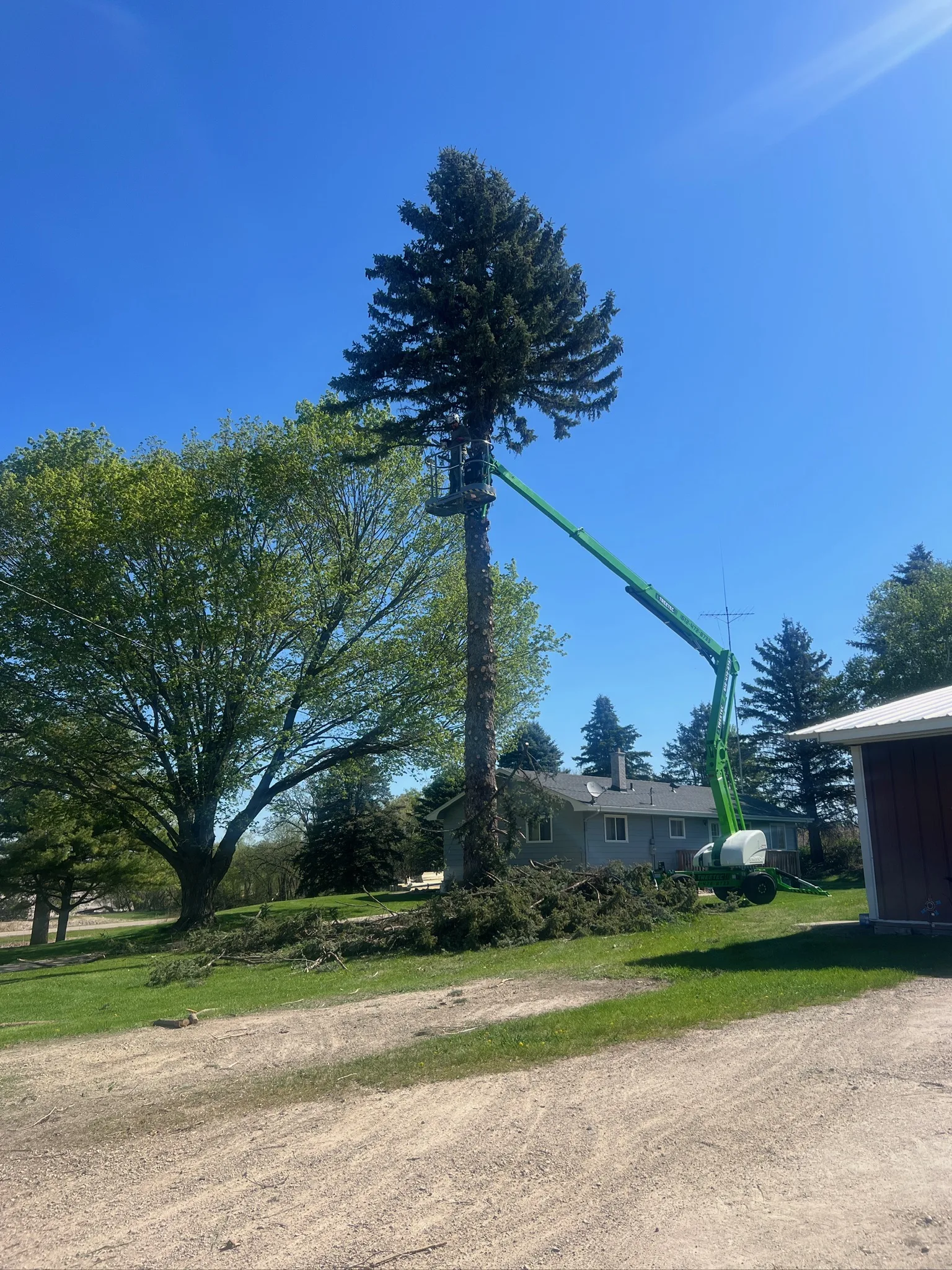 Why Are My Spruce or Pine Needles Turning Brown? A Minnesota Homeowner's Guide