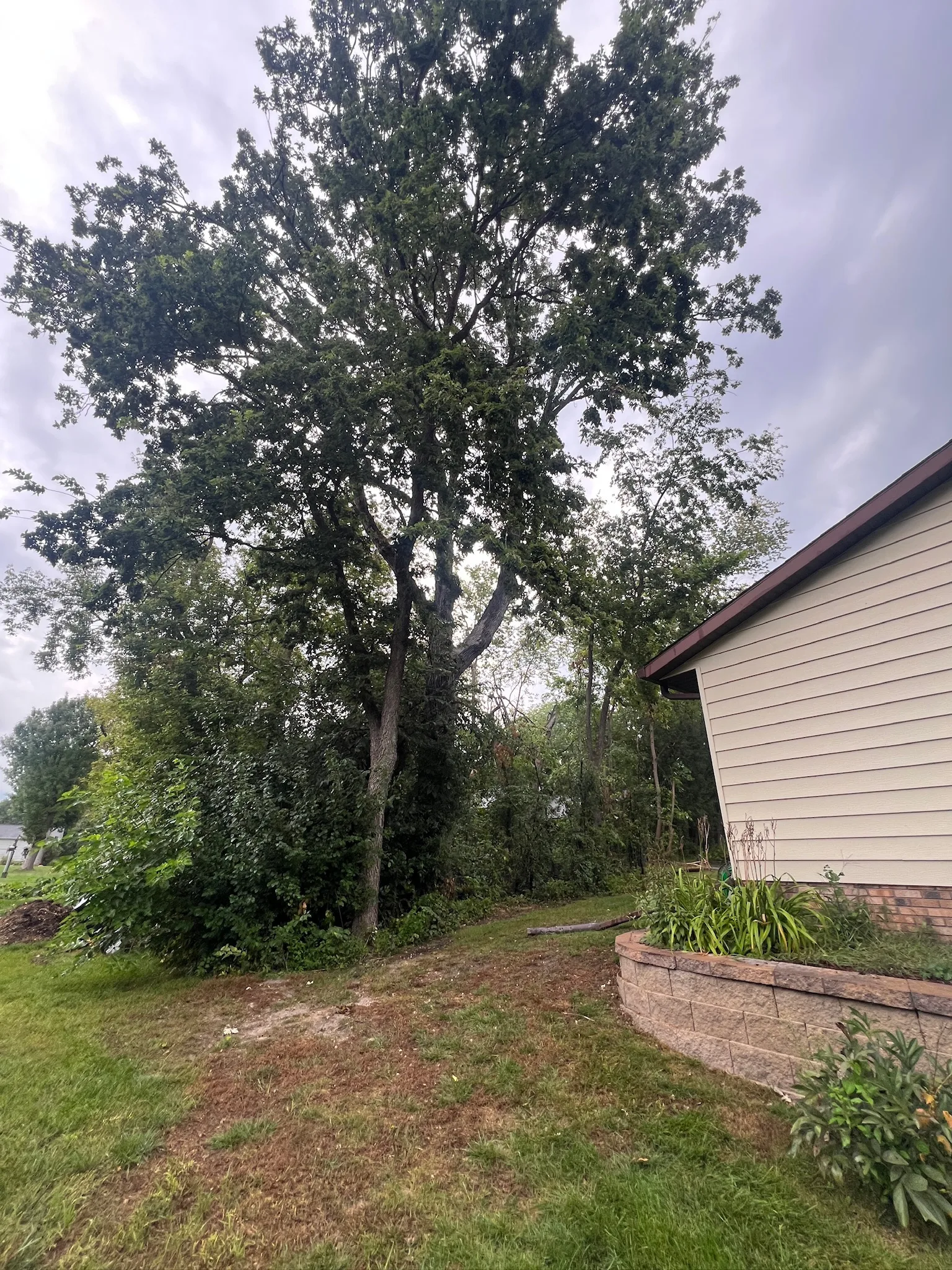 The Complete Guide to Ash Trees in Minnesota: Care, EAB, and When to Remove