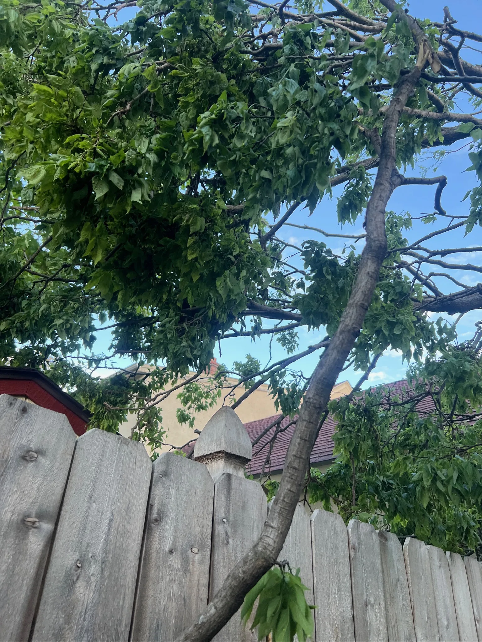Who's Responsible When a Neighbor's Tree Falls on Your Property in Minnesota?