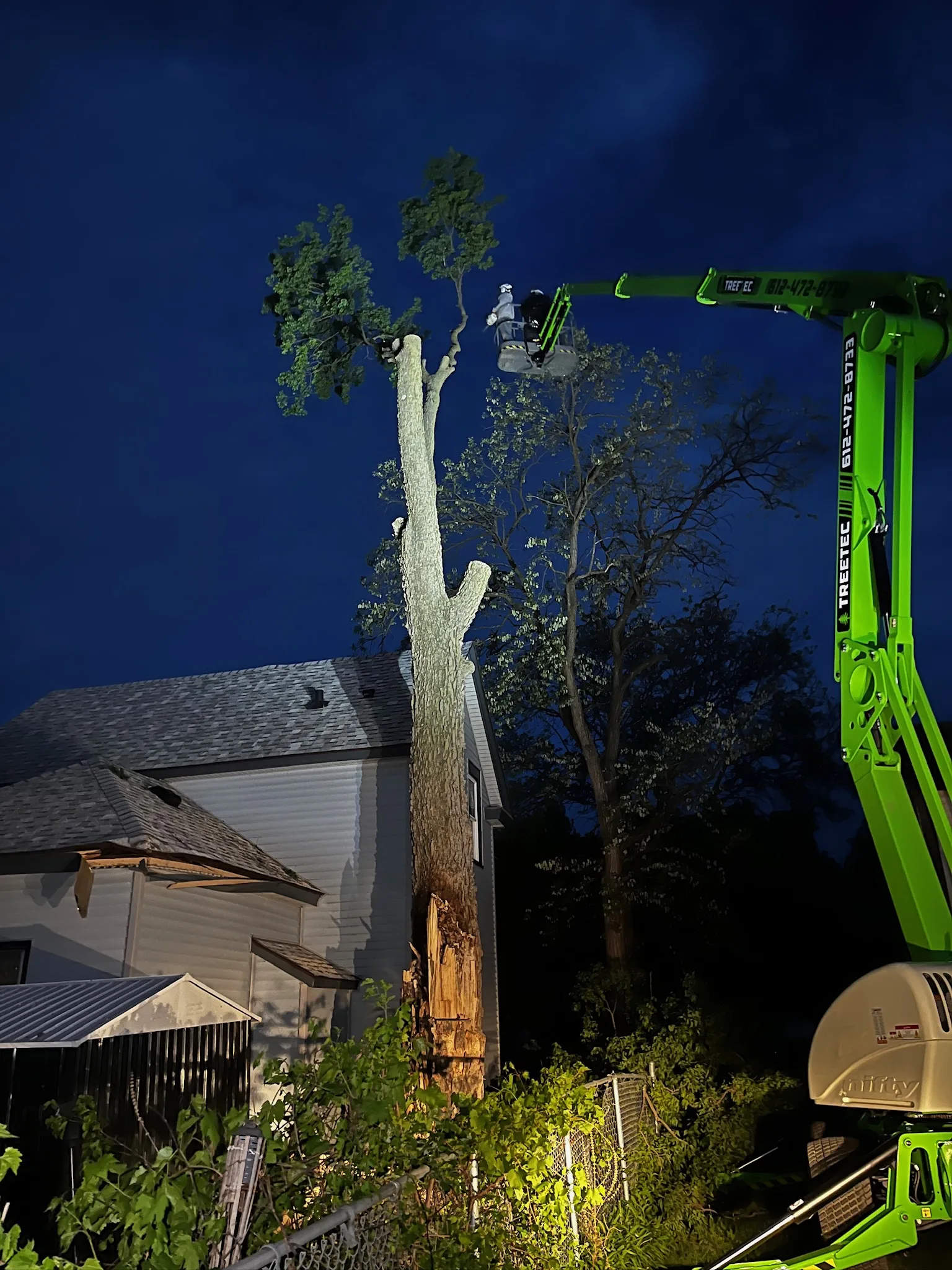 Tree Trimming vs. Tree Pruning: What's the Difference and What Do You Actually Need?