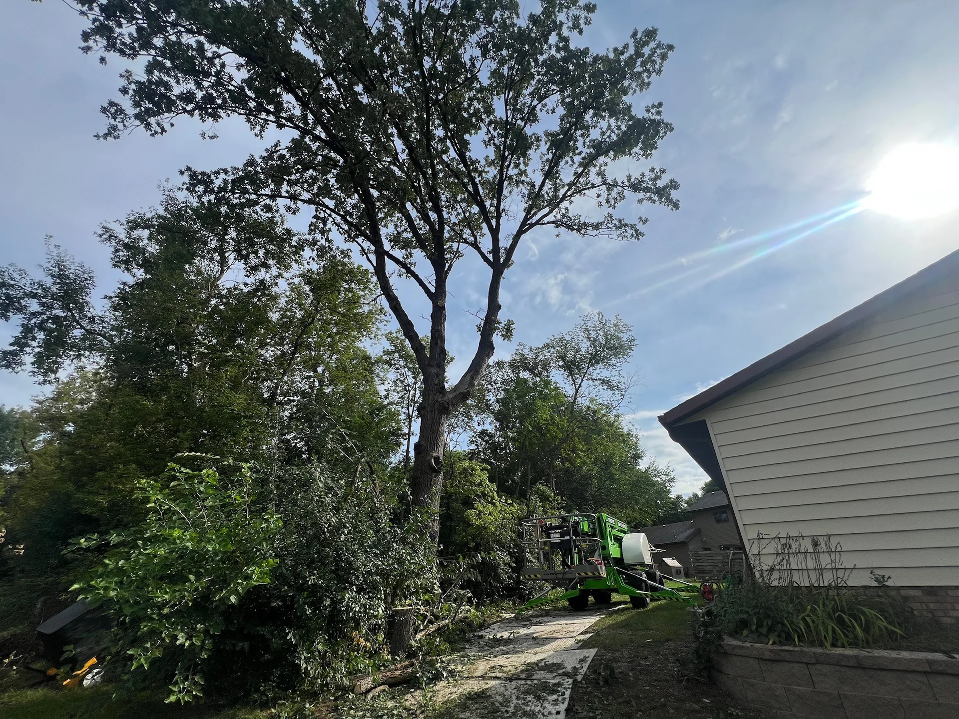 DIY Tree Trimming: What's Safe to Do Yourself and What Isn't
