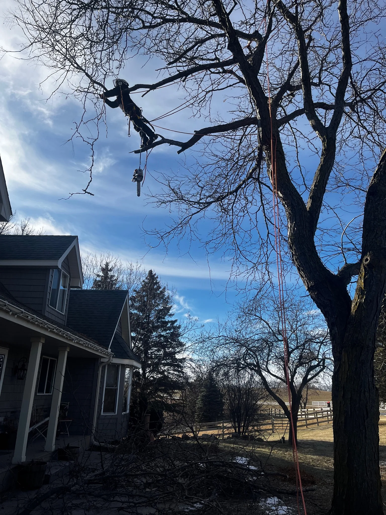 How Much Does Emergency Tree Removal Cost in Minnesota?