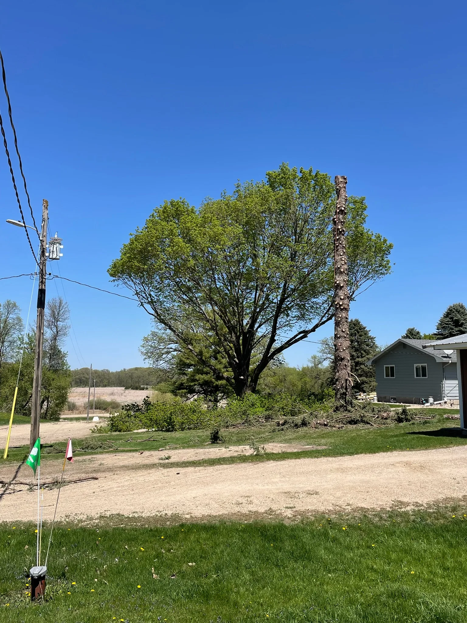 Spring Tree Care Checklist for Minnesota Homeowners
