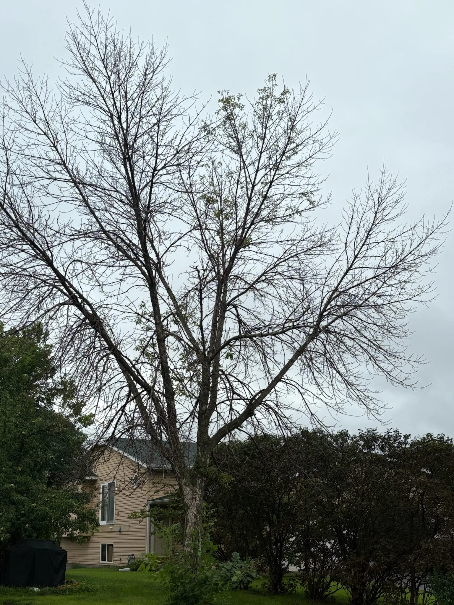 How to Tell If a Tree Is Dead or Just Dormant in Minnesota