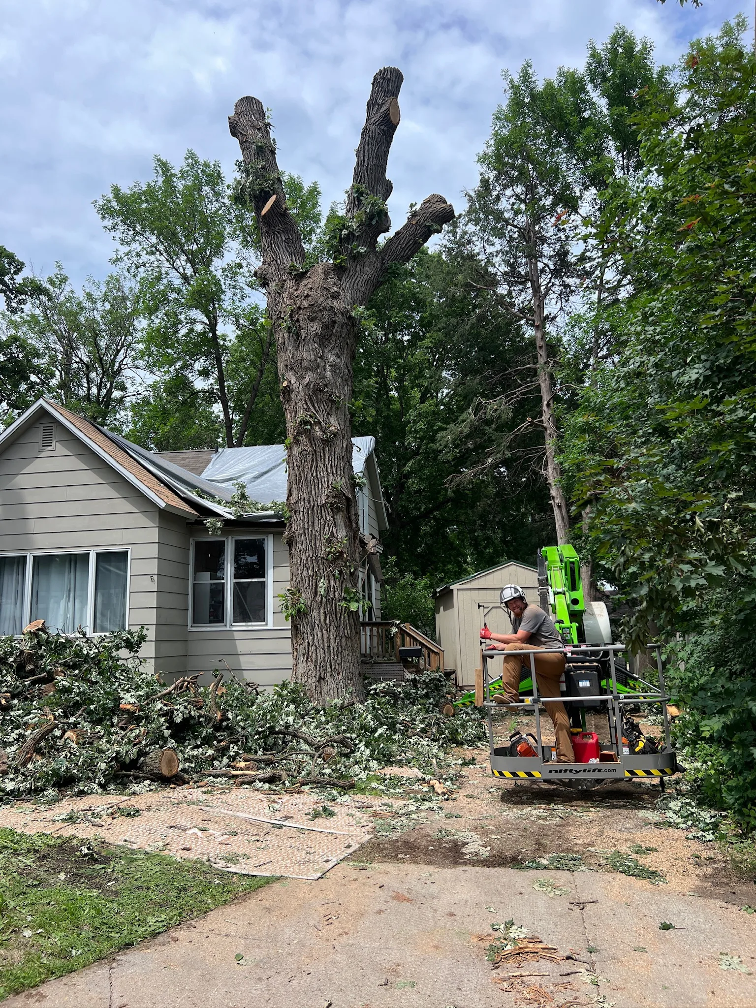 Dutch Elm Disease in Minnesota: Signs, Treatment, and When Removal Is Necessary