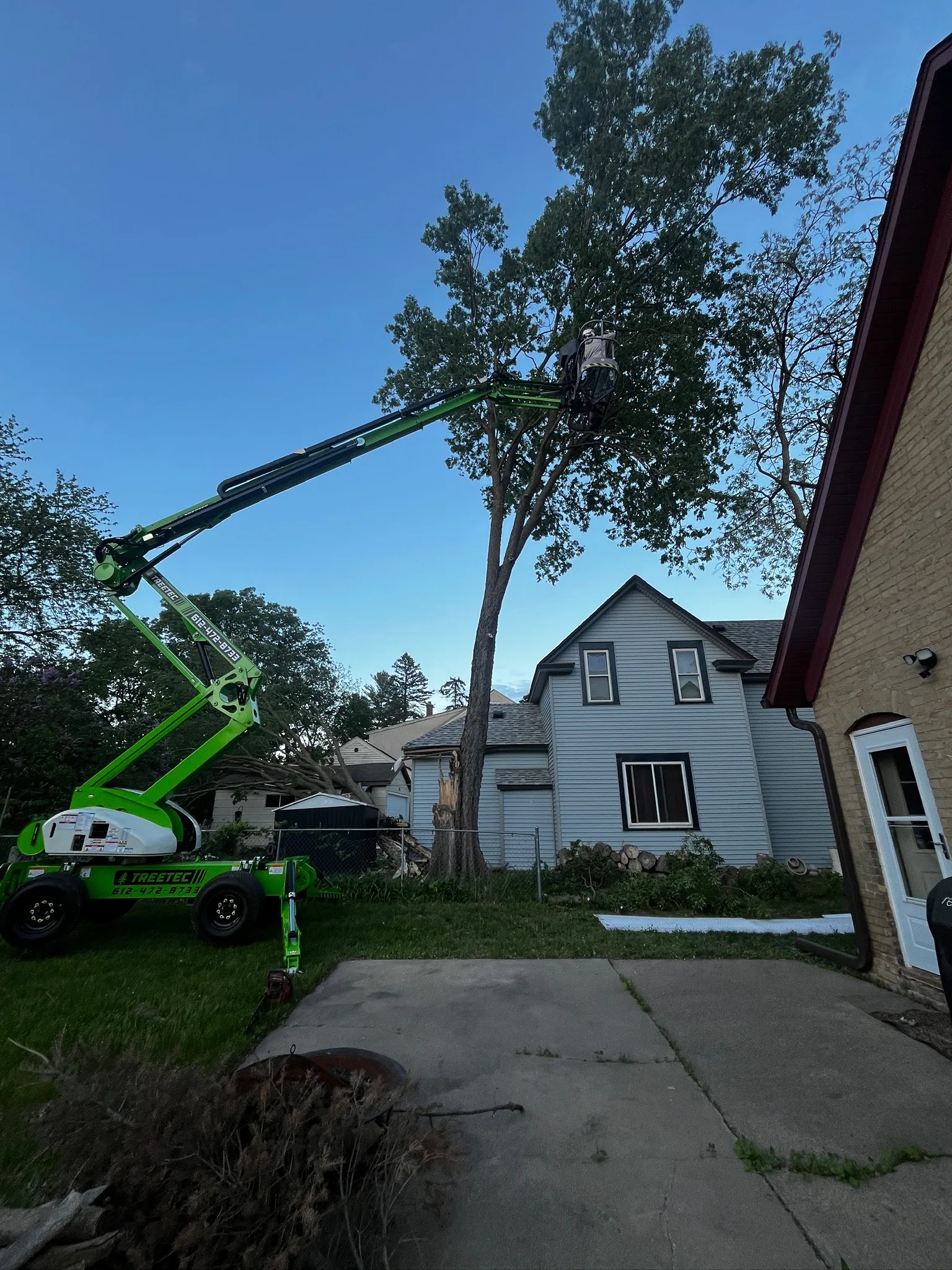 Dutch Elm Disease in Minnesota: Signs, Treatment, and When Removal Is Necessary