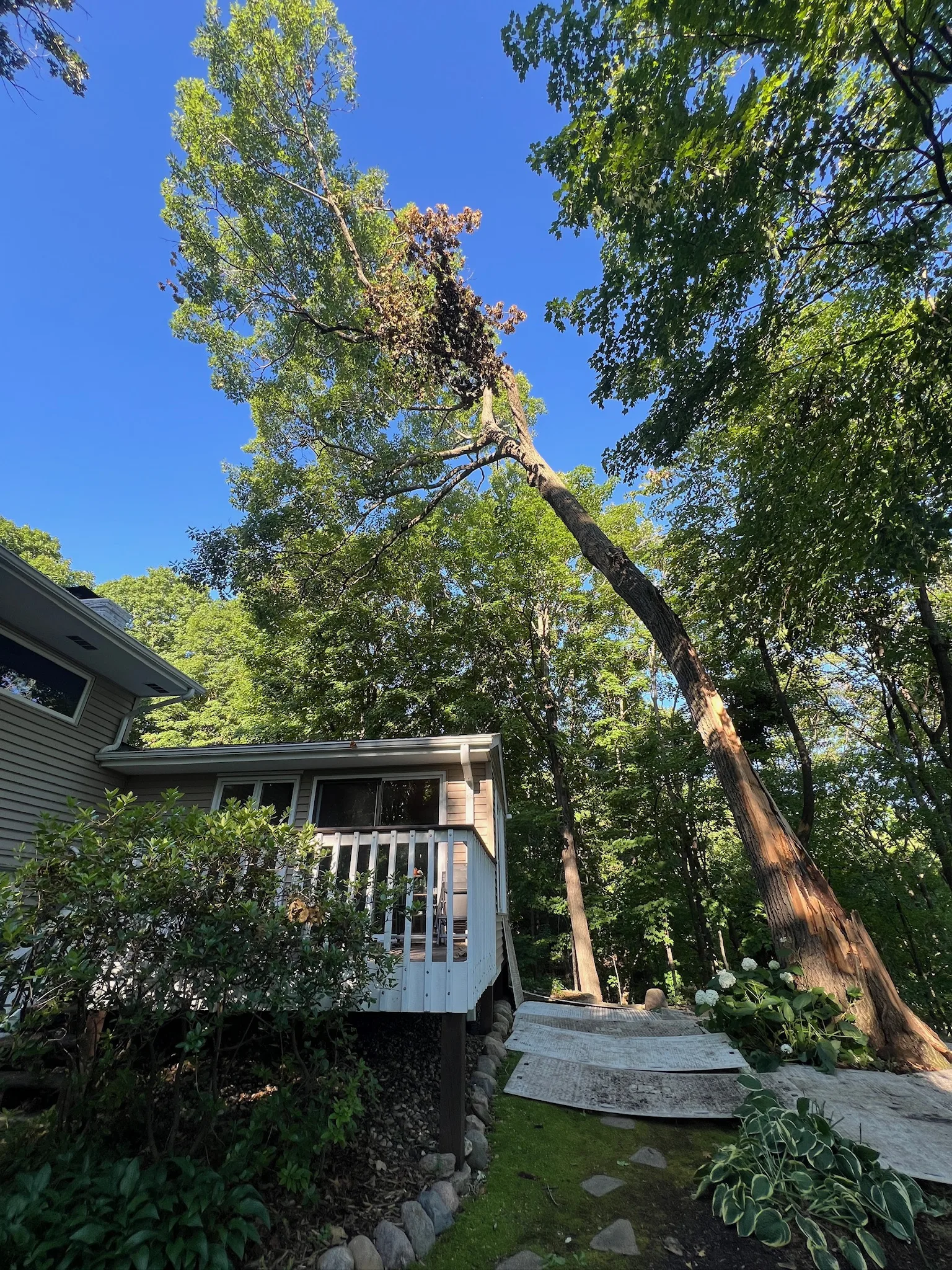 7 Common Tree Diseases in Minnesota and How to Spot Them Early