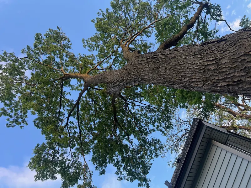 Tree Health & Risk Assessment