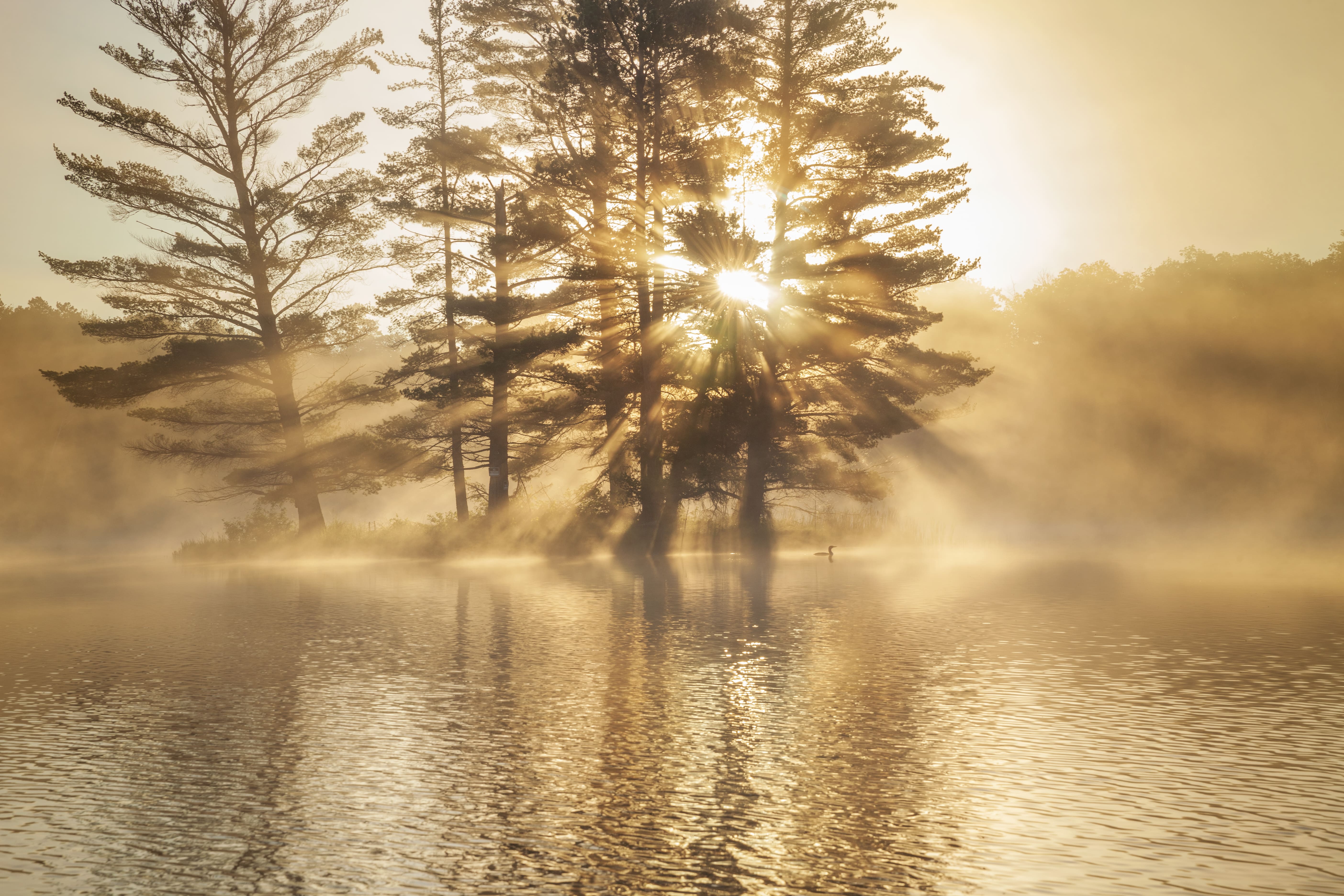 Sunlight radiating through pine trees on a misty lake with a lone bird swimming in the water.