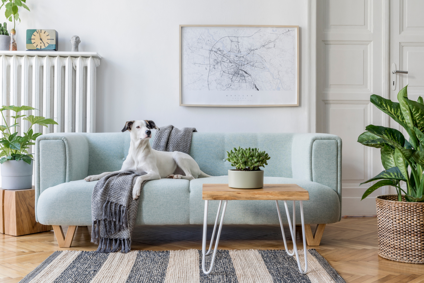 sofa and decorated interior with dog stock image