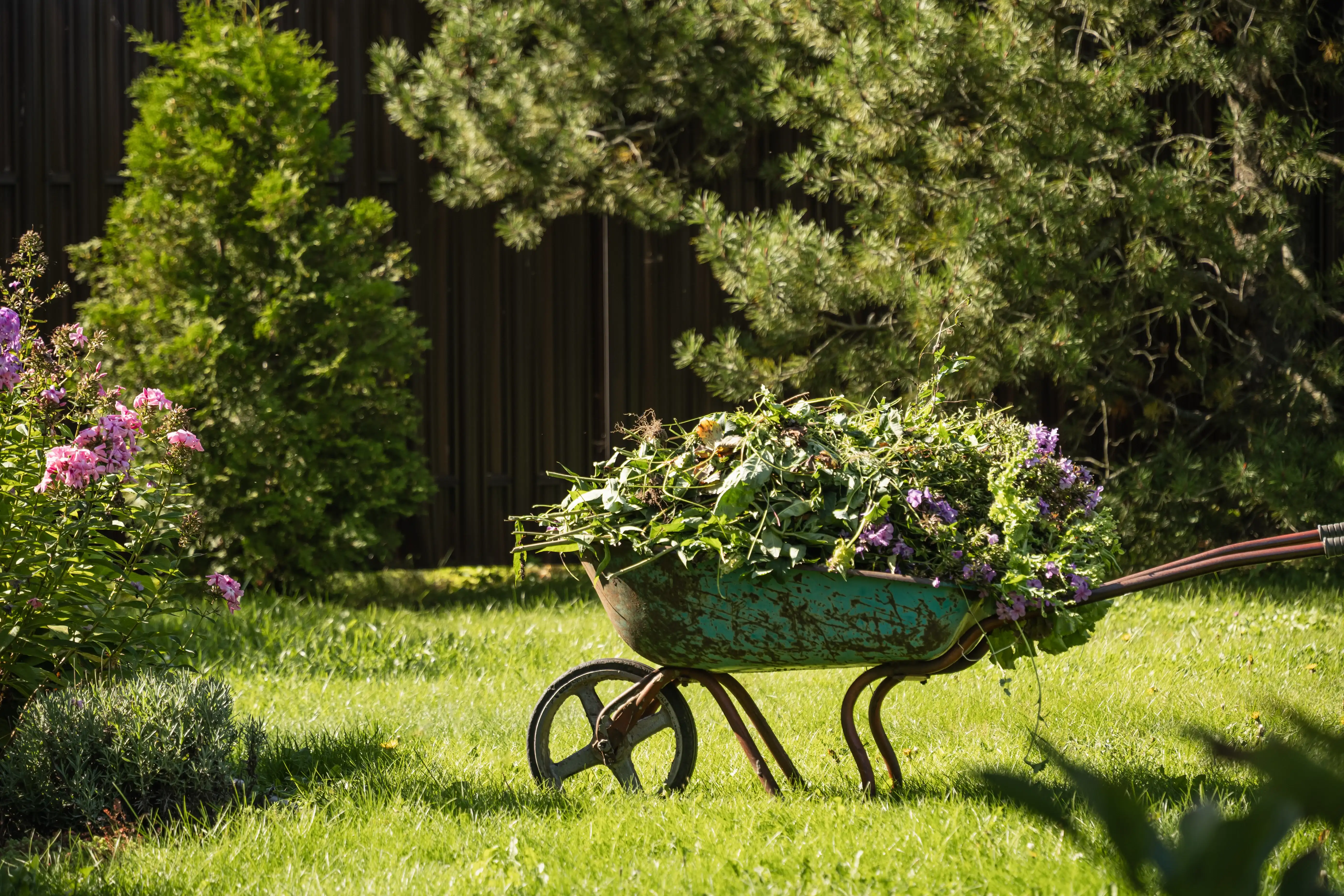 teal wheelbarrow purple flowers green lawn