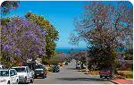 Residential street lined with parked cars and blooming purple jacaranda trees under a clear blue sky.