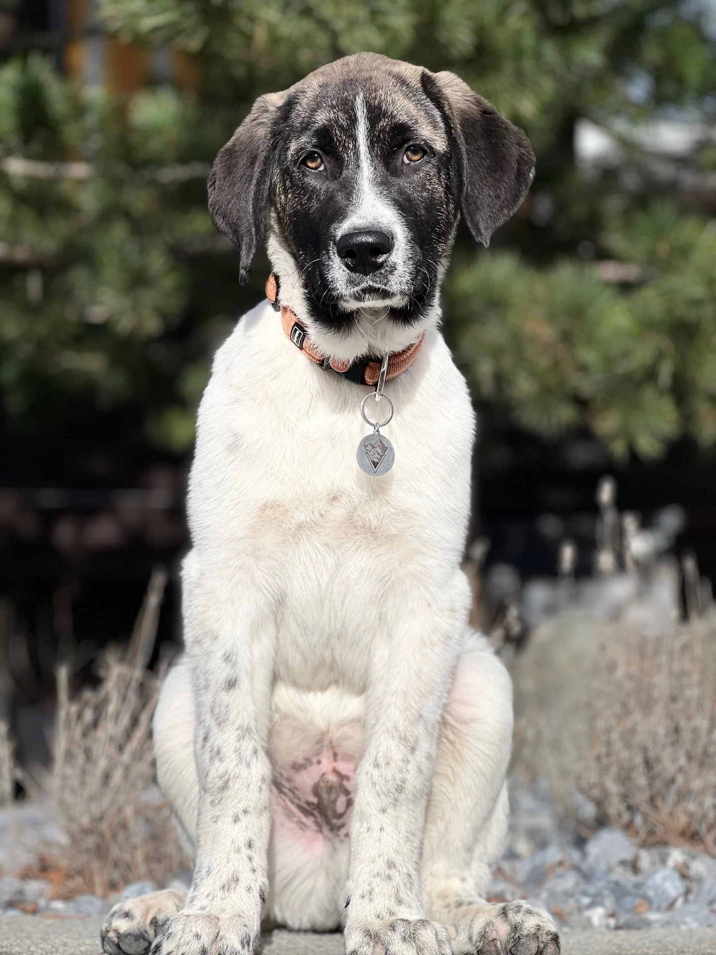 Cão de Gado Transmontano im Portrait, grosser Herdenschutzhund mit aufmerksamem Blick