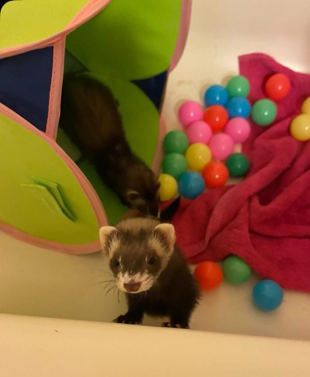 Ferret