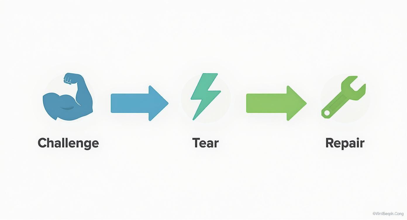 Infographic about how to build muscle at home