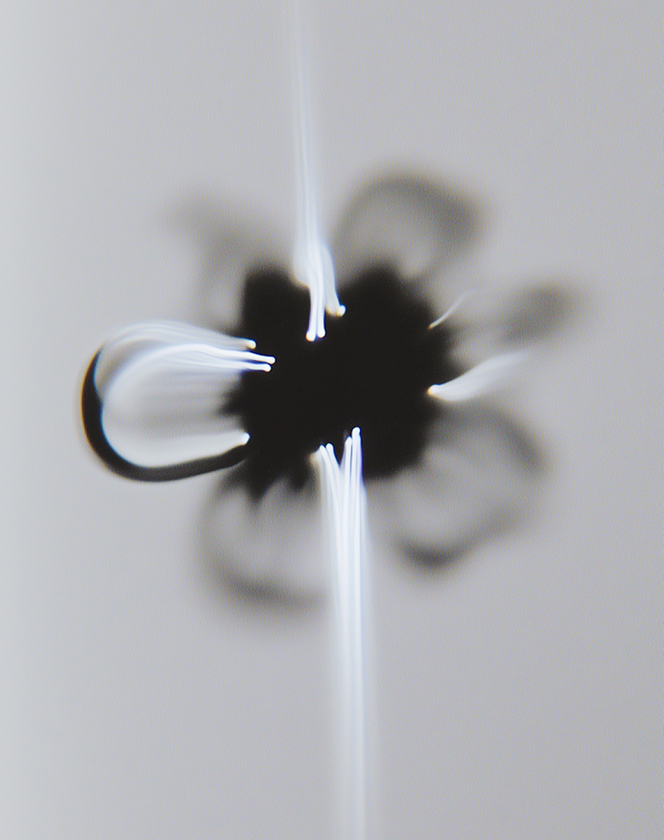 Template Image - Promora Webflow Template