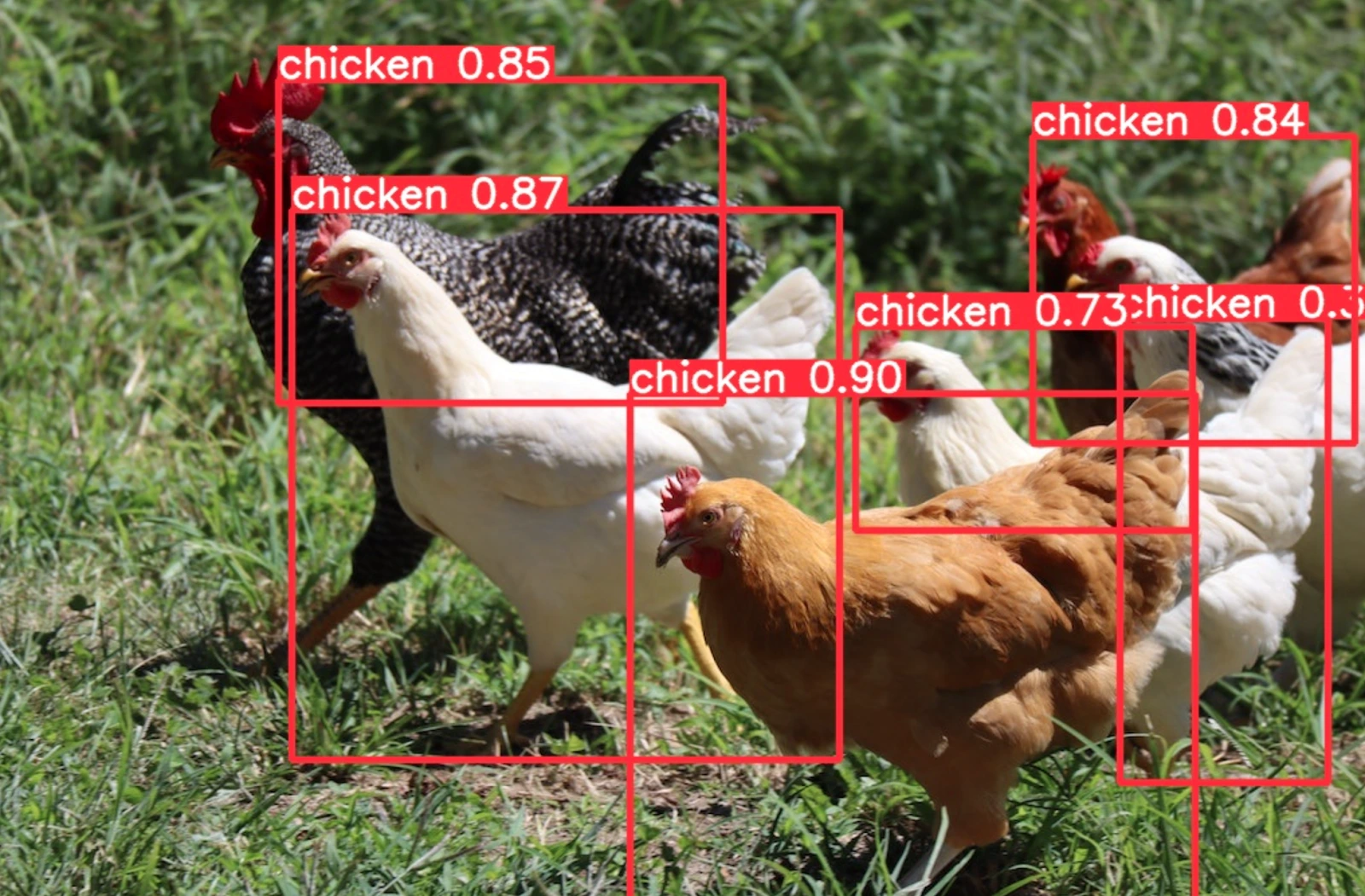 chicken-labeling-percentage