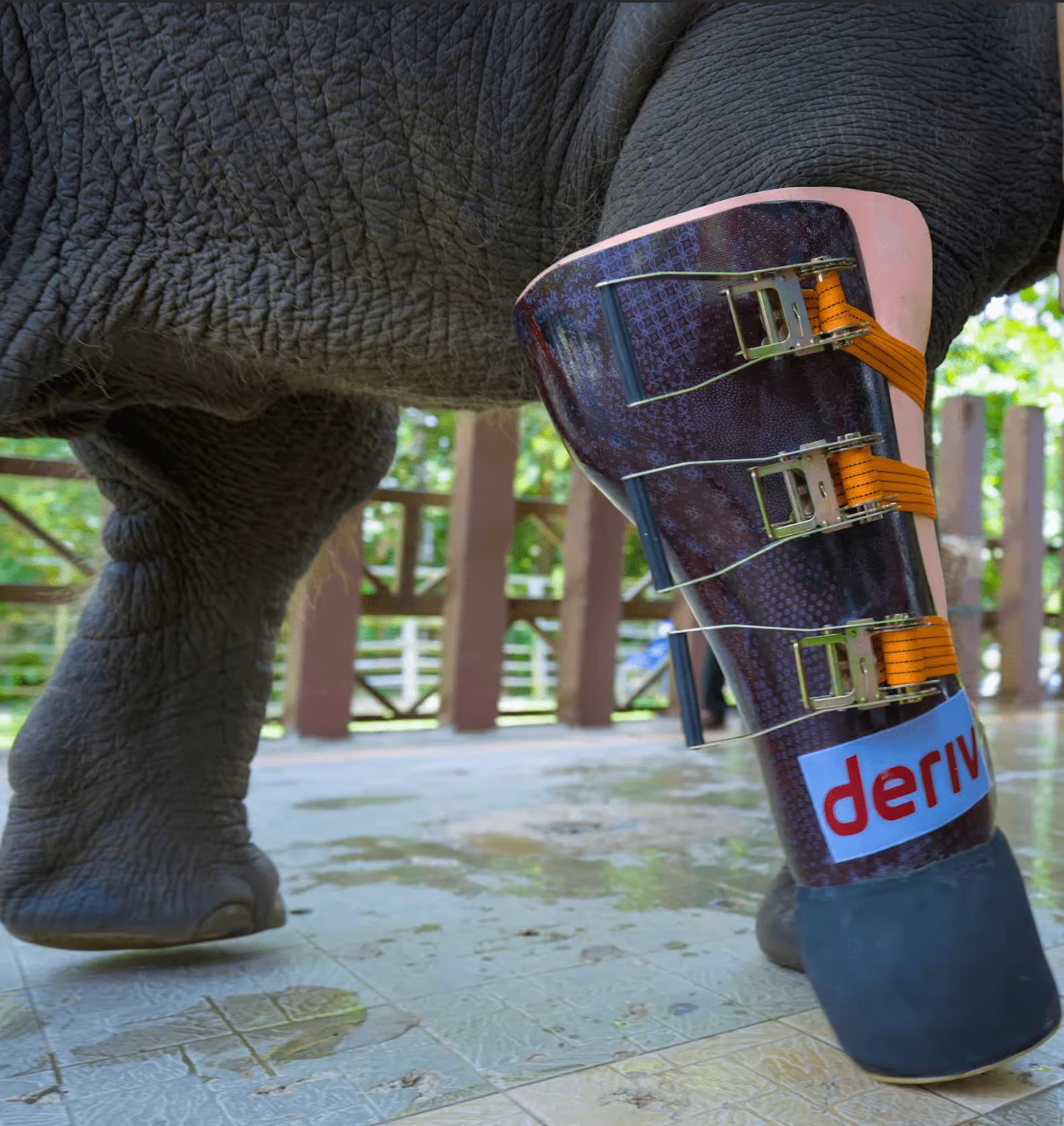 الساق الصناعية للفيل