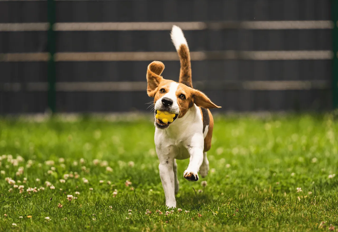 Koira-aitaus pihalle