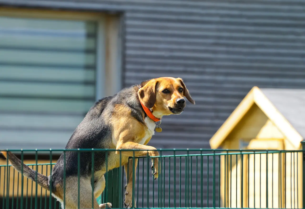 Koira-aitaus pihalle - nämä tekijät takaavat, että koira-aita on oikein suunniteltu
