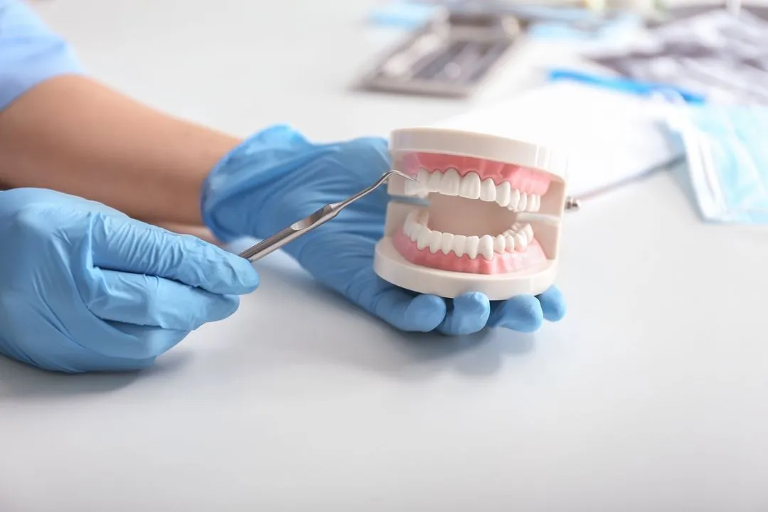 Dentist showing patient model of teeth
