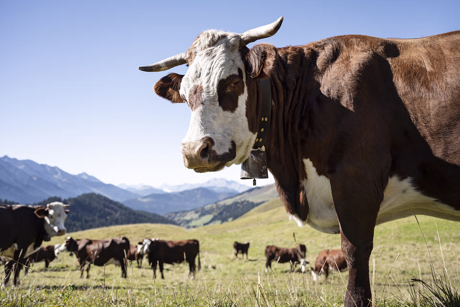 Vache, Nature, Agriculture, Paysage, 