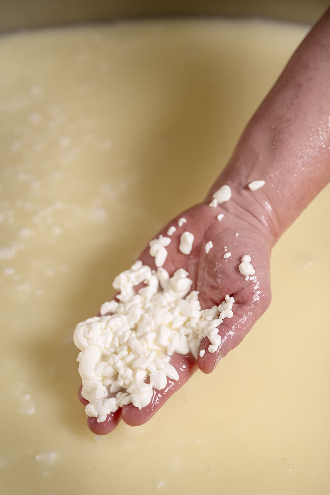 Reblochon, Artisanat, Fromage, Agriculture