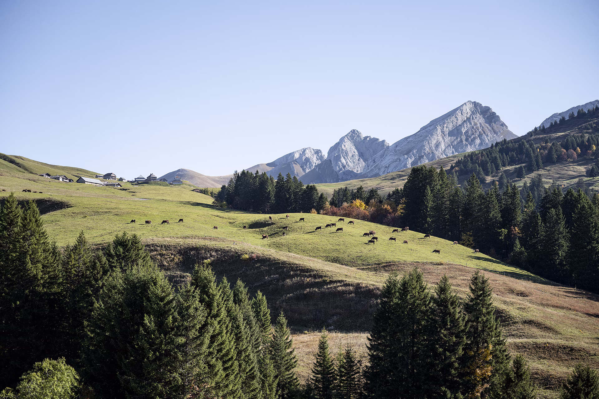 Vache, Nature, Agriculture, Paysage, 